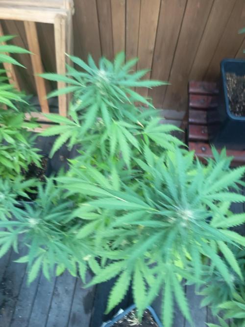 White widow rqs. Week 7