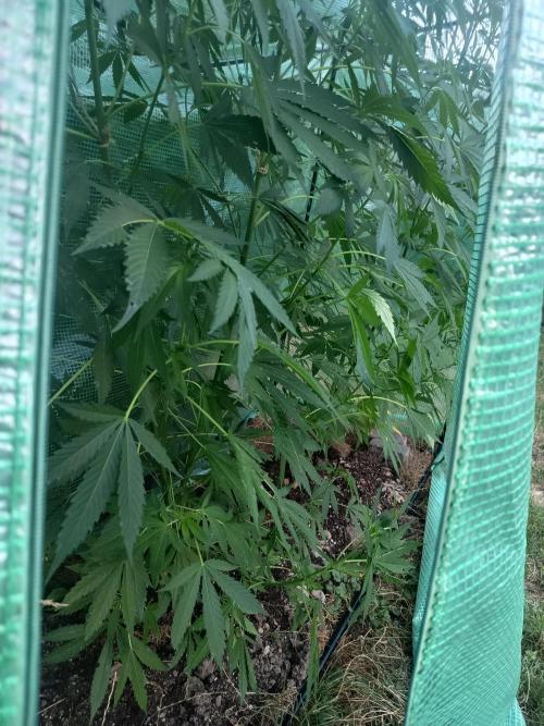 cookie haze. Week 2