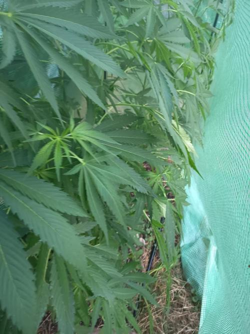cookie haze. Week 2