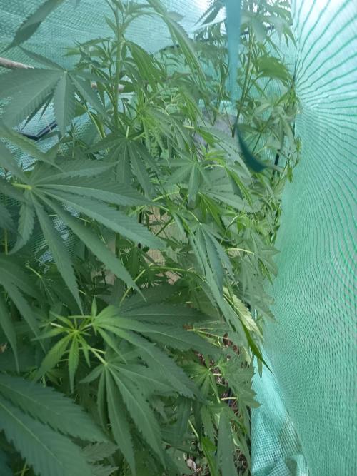 300W GH Top LED. Week 2