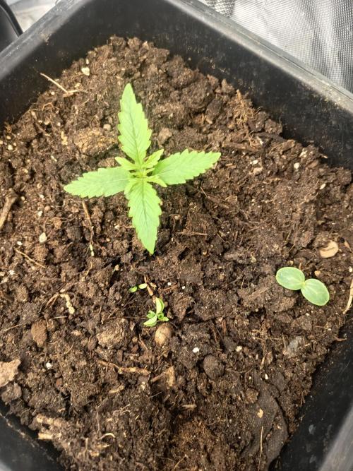 Gorilla zkittles auto Fast Buds. Week 2