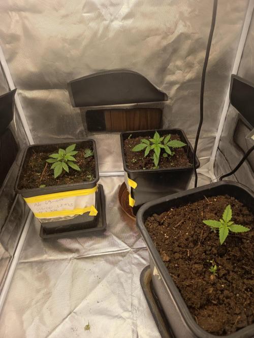 300W GH Top LED. Week 2