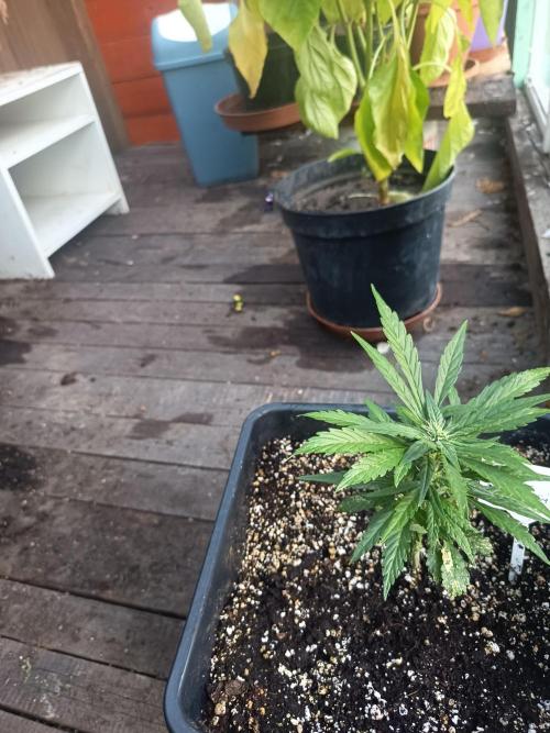 300W GH Top LED. Week 3