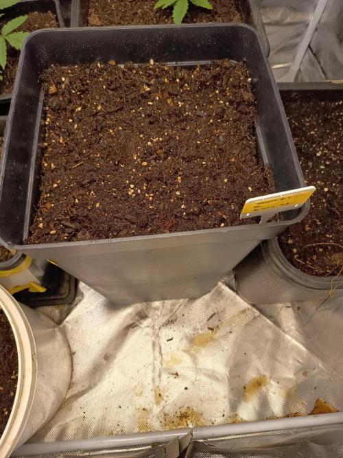 Sensi mix. Week 1