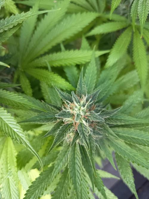 afghani. Week 7