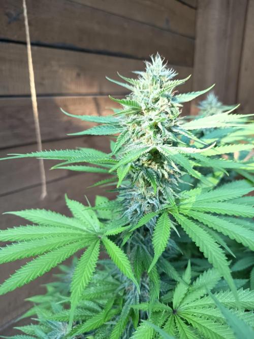 afghani. Week 7