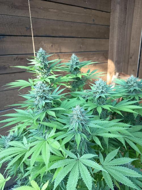 afghani. Week 7