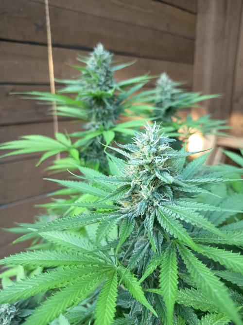 afghani. Week 7