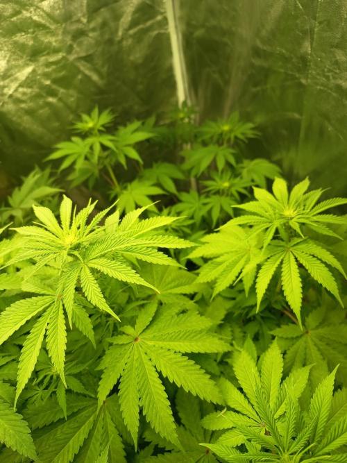 Afghani SenS. Week 6