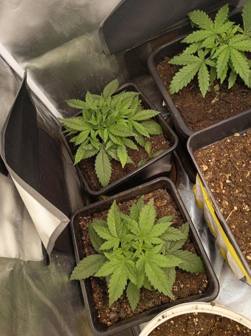 Ak 49 auto VS. Week 3