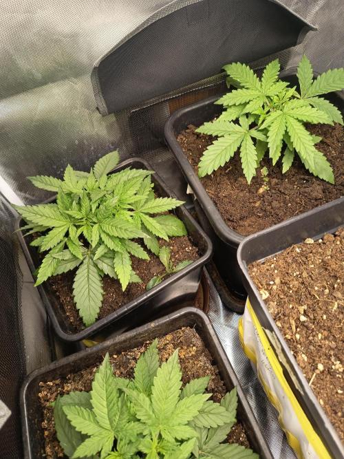 300W GH Top LED. Week 3