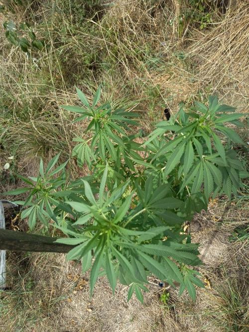 chokobang. Week 7
