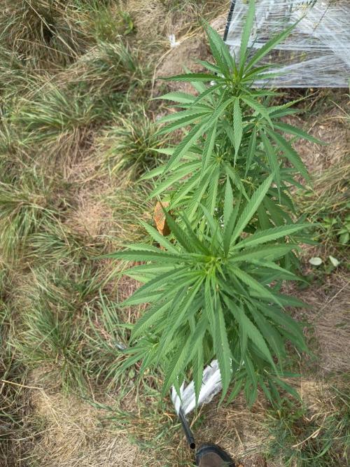 chokobang. Week 7