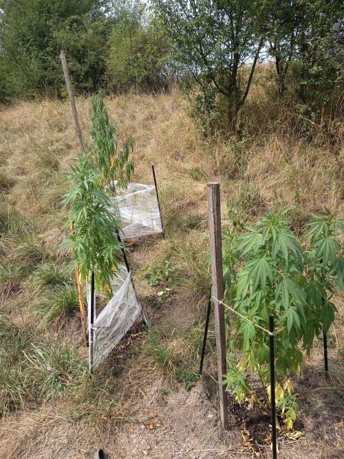 chokobang. Week 7