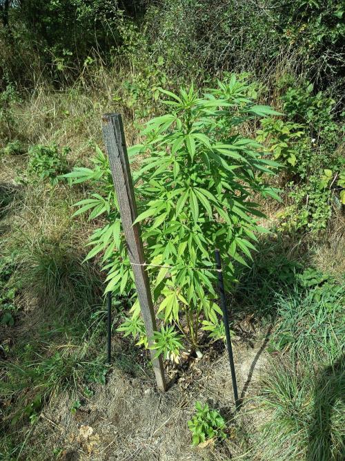 chokobang. Week 8