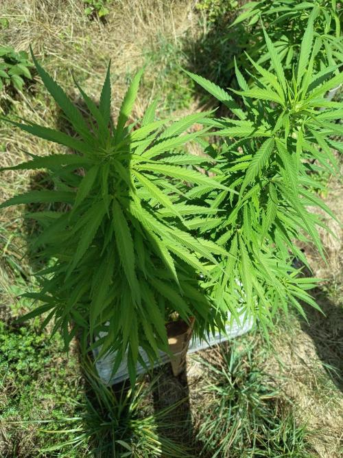 chokobang. Week 8