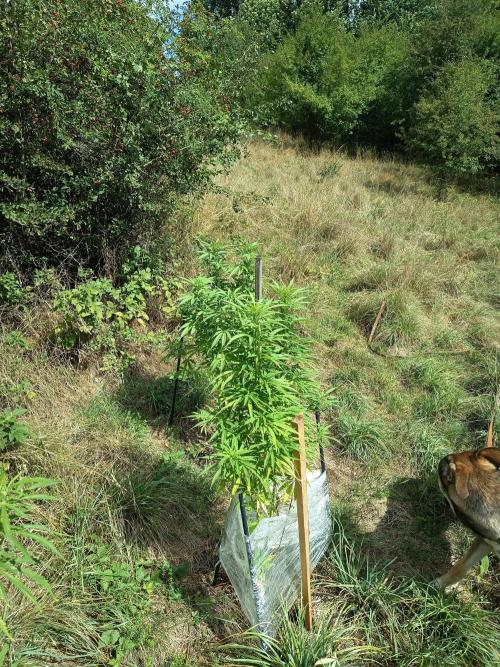 chokobang. Week 8