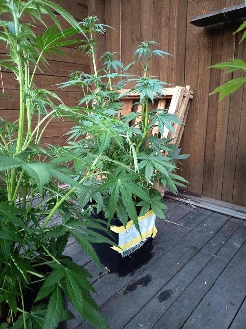 Ak 49 auto VS. Week 4