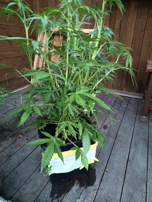 Ak 49 auto VS. Week 4