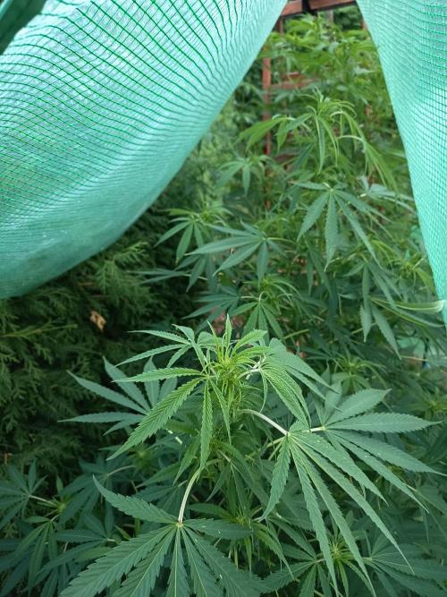 cookie haze. Week 4