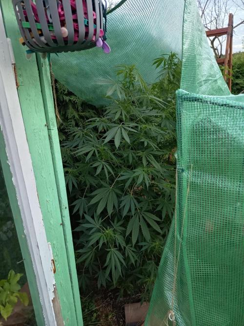 cookie haze. Week 4