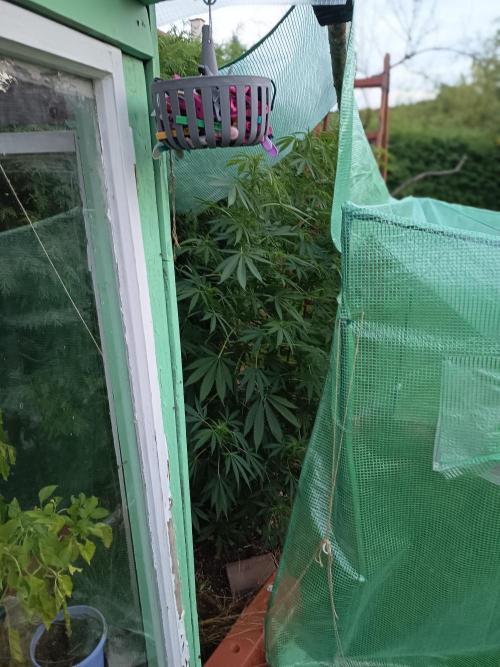 300W GH Top LED. Week 4