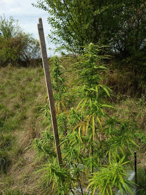 chokobang. Week 9