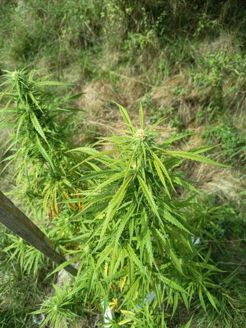 chokobang. Week 9