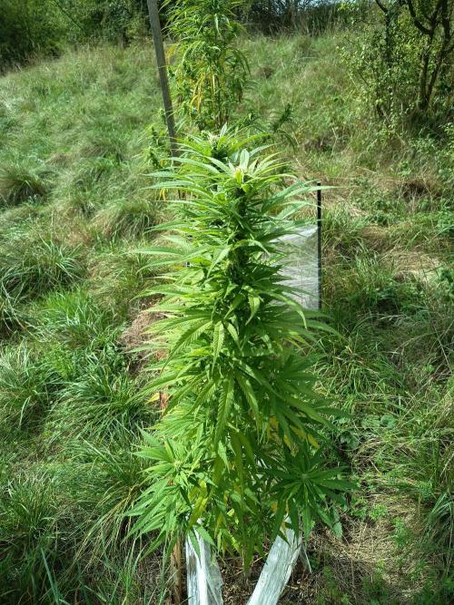 chokobang. Week 9