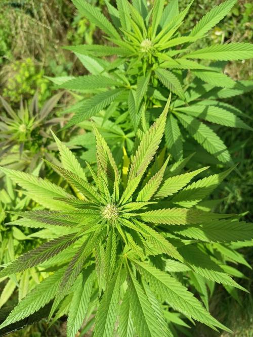 chokobang. Week 9
