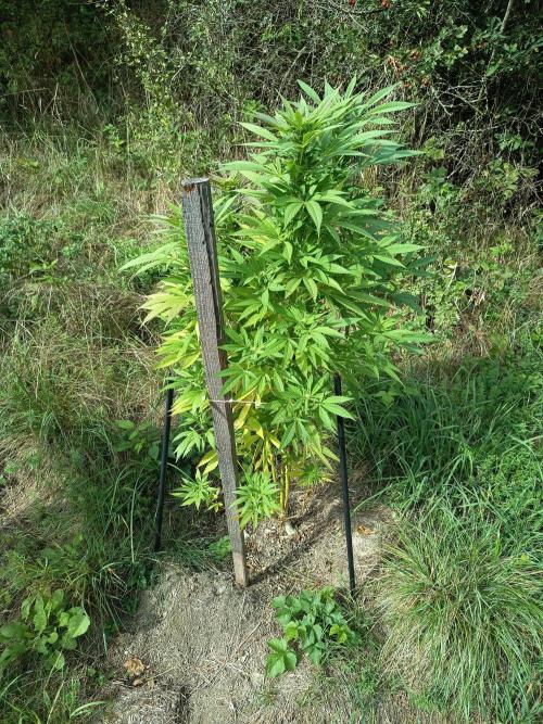 chokobang. Week 9