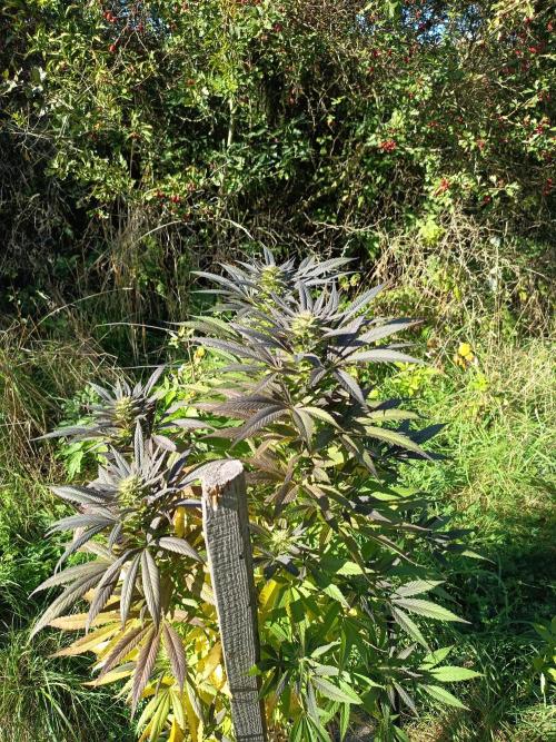 chokobang. Week 10