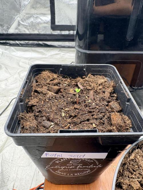 L’ETS GROW ! A BEST STRAIN !. Week 0