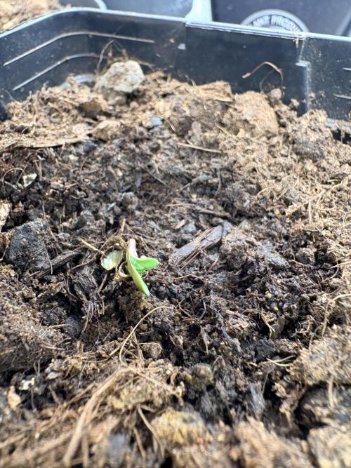 L’ETS GROW ! A BEST STRAIN !. Week 0