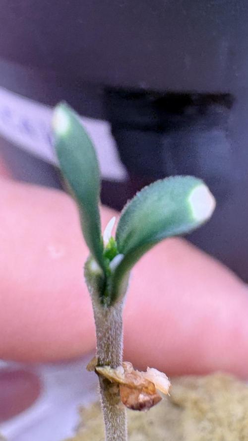ZUSHI S1 ( BOTAFARM ). Week 0