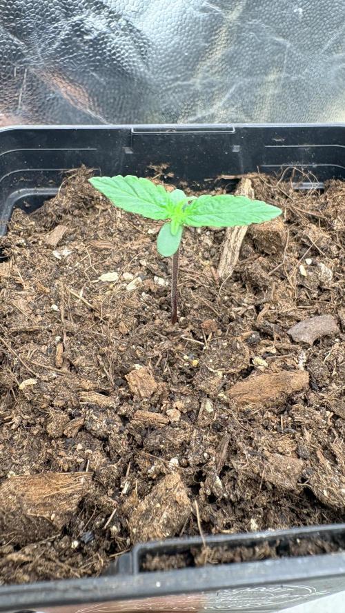 L’ETS GROW ! A BEST STRAIN !. Week 0 - Royal jelly germinatiionon +4