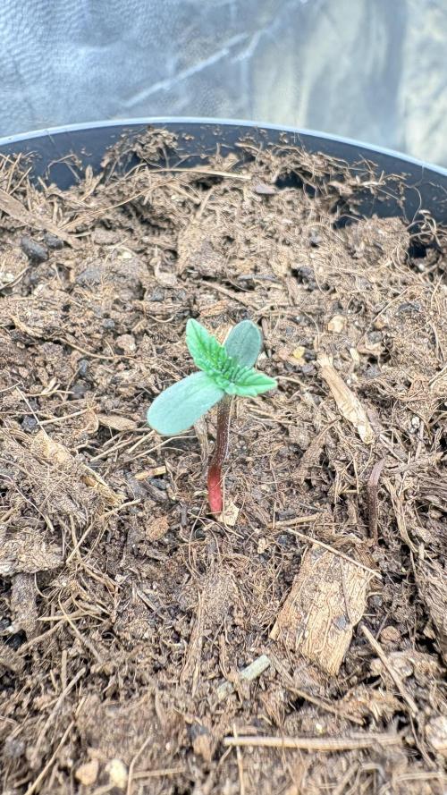 L’ETS GROW ! A BEST STRAIN !. Week 0 - Swolfire germination +4 petit retard, observé à côté des copines … ￼