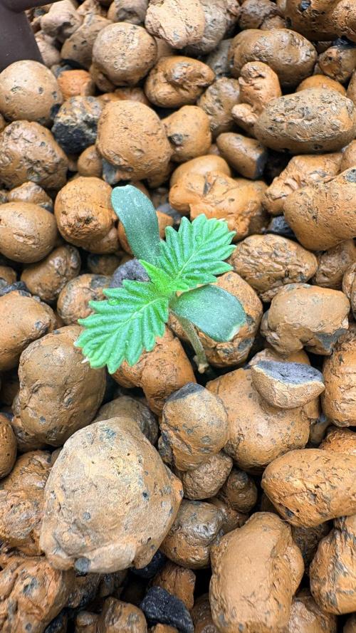 ZUSHI S1 ( BOTAFARM ). Week 0 - Finalement nous pouvons, je pense, écarter ￼la panachure mais des premières feuilles, très atypique