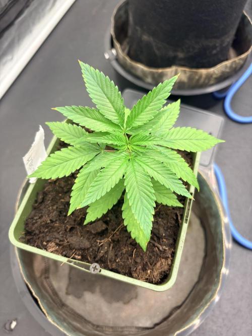L’ETS GROW ! A BEST STRAIN !. Week 1 - Royal jelly
