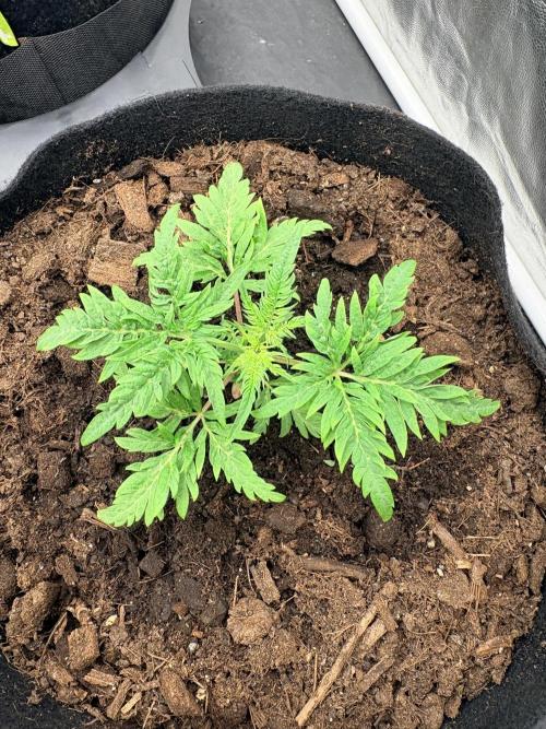 L’ETS GROW ! A BEST STRAIN !. Week 1 - Frosty purple freak’s