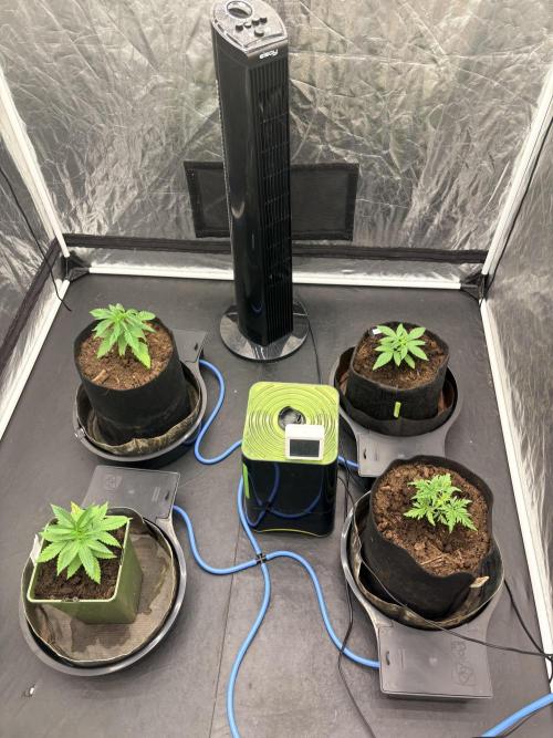 L’ETS GROW ! A BEST STRAIN !. Week 1 - Familly