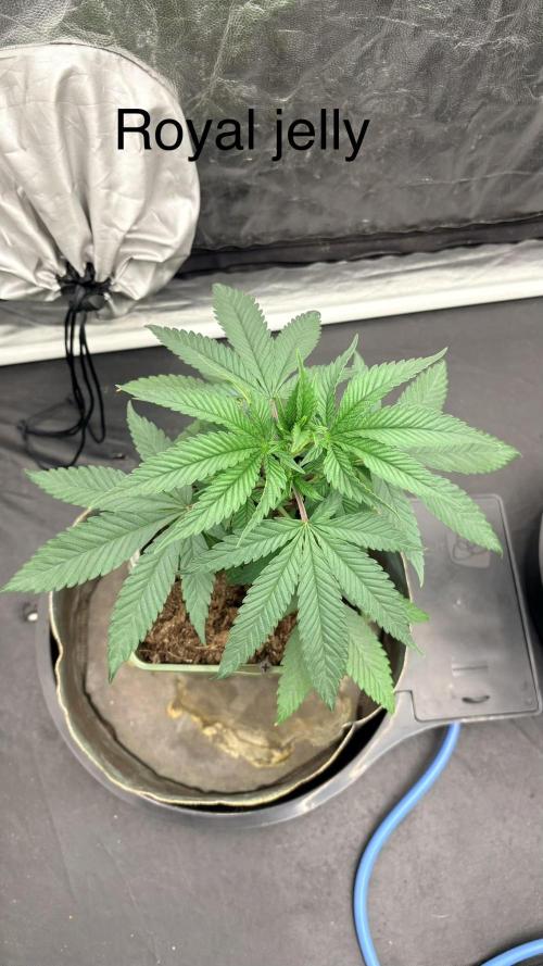 L’ETS GROW ! A BEST STRAIN !. Week 3