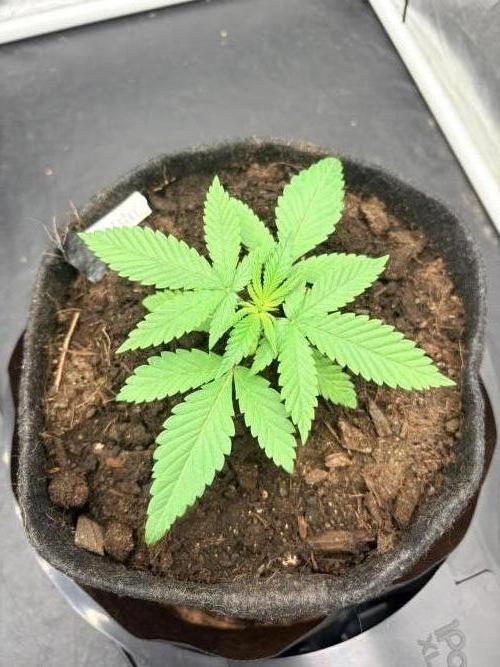 L’ETS GROW ! A BEST STRAIN !. Week 1 - Swolfire