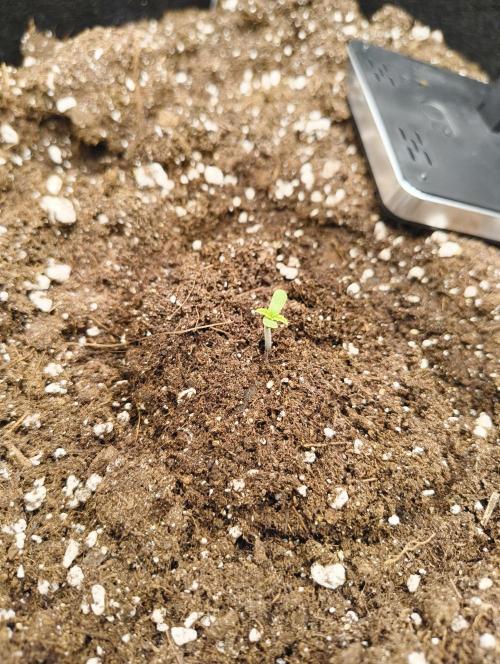 My first grow - Gorilla Cookies Auto.. Week 1 - 1/6