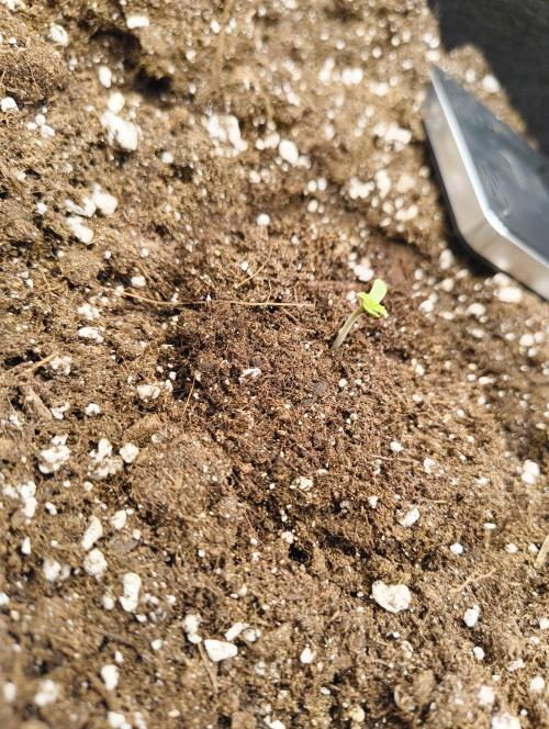 My first grow - Gorilla Cookies Auto.. Week 1 - 1/6