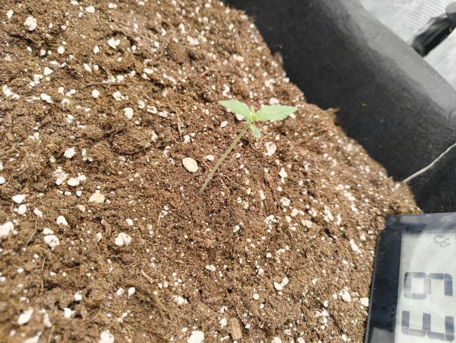My first grow - Gorilla Cookies Auto.. Week 1 - 6/6