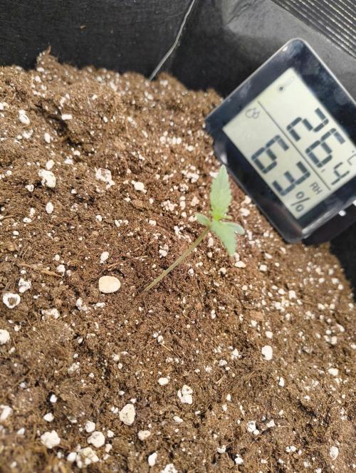 My first grow - Gorilla Cookies Auto.. Week 1 - 6/6