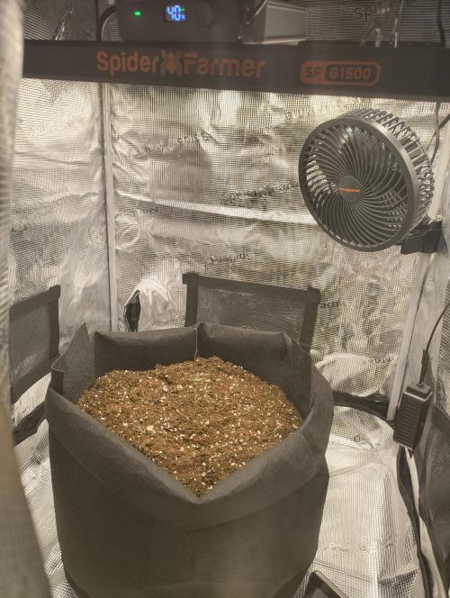 My first grow - Gorilla Cookies Auto.. Week 1 - 3/6