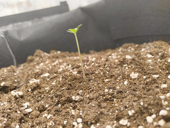 My first grow - Gorilla Cookies Auto.. Week 1 - 3/6