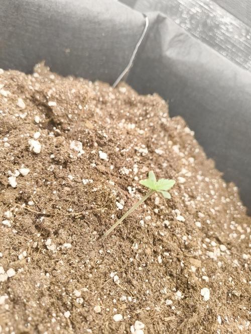Gorilla Cookies Auto. Week 1